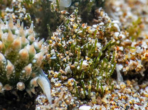 Costasiella kuroshimae: feeding, detail