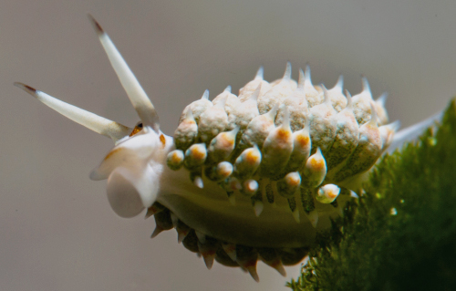 Costasiella kuroshimae: underside