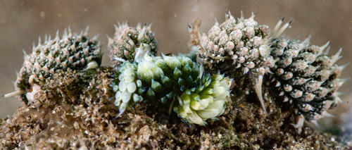 Costasiella kuroshimae with Costasiella fridae