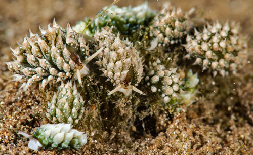 Costasiella kuroshimae with Costasiella fridae