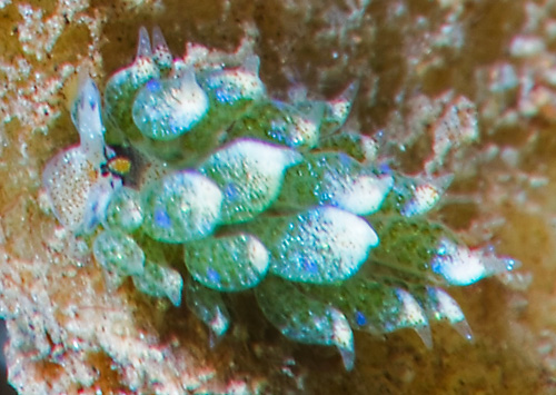 Costasiella kuroshimae: head pattern, intact cerata