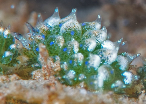 Costasiella sp. #3: side, close-up