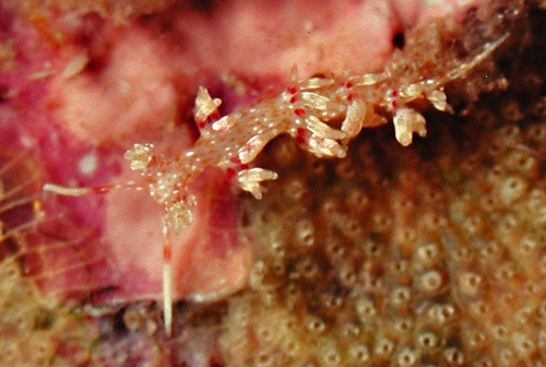 Cratena sp. #1: red cerata bases