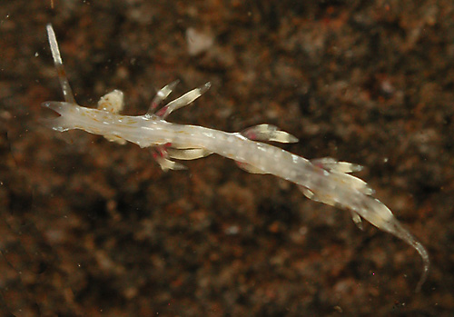 Cratena sp. #1: underside