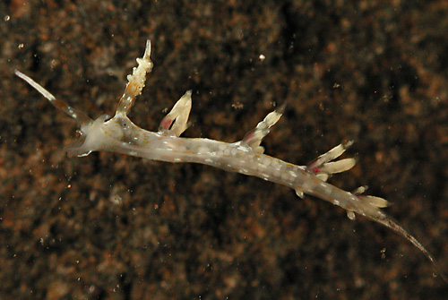 Cratena sp. #1: side