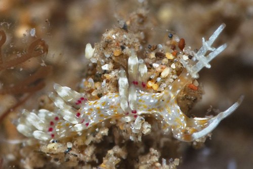 Cratena sp. #1: side, head