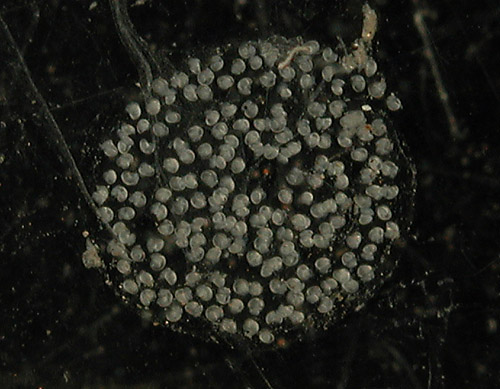 Cyerce sp. #2: egg mass