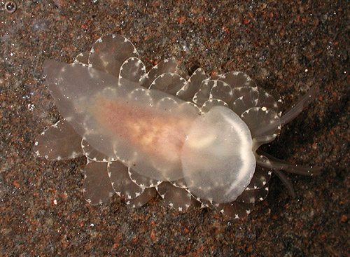 Cyerce elegans: underside