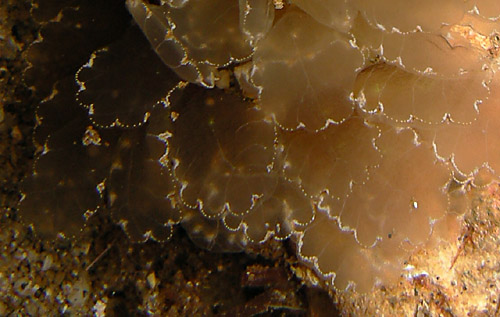 Cyerce elegans: cerata detail