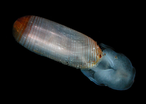 Cylichna biplicata