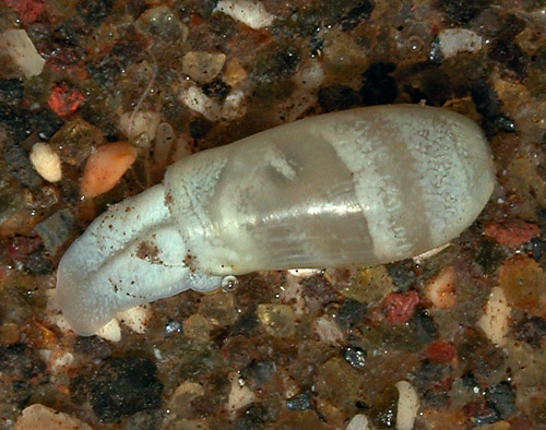 Cylindrobulla sp. #1: young, 4 mm