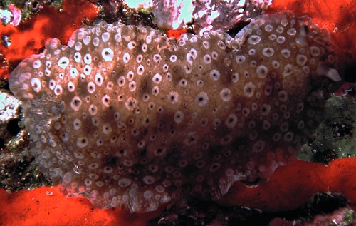 Dendrodoris cf. albopurpura: young, 40 mm