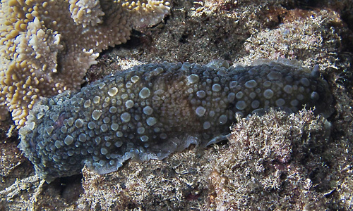 Dendrodoris cf. albopurpura: crawling