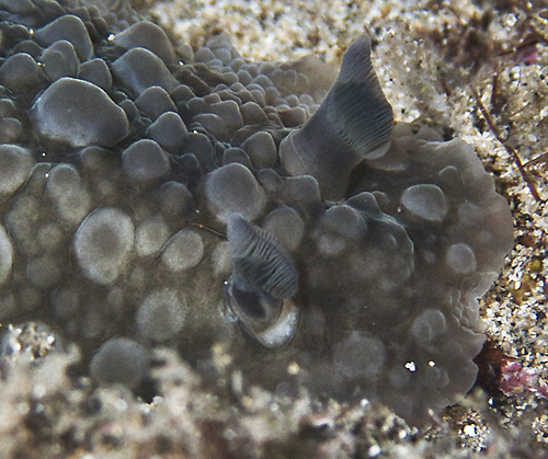 Dendrodoris cf. albopurpura: rhinophores