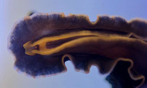 Dendrodoris cf. arborescens: underside