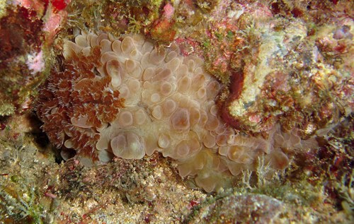 Dendrodoris carbunculosa: light