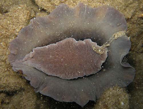 Dendrodoris carbunculosa: underside