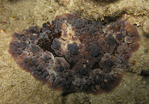 Dendrodoris carbunculosa: dark