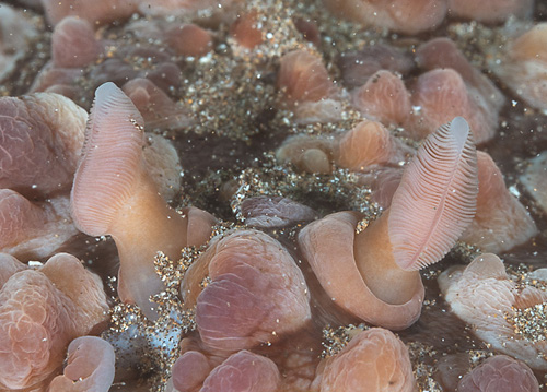 Dendrodoris carbunculosa: rhinophores