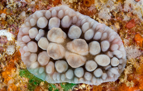 Dendrodoris carbunculosa: young