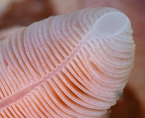 Dendrodoris carbunculosa: lamellae detail