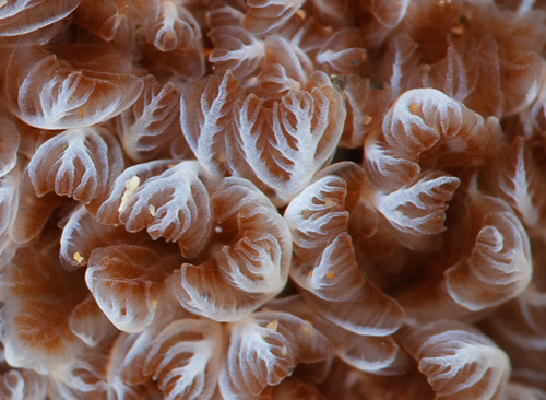 Dendrodoris carbunculosa: branchia, detail