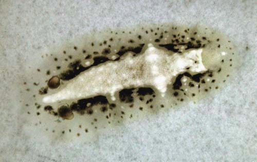 Dendrodoris coronata