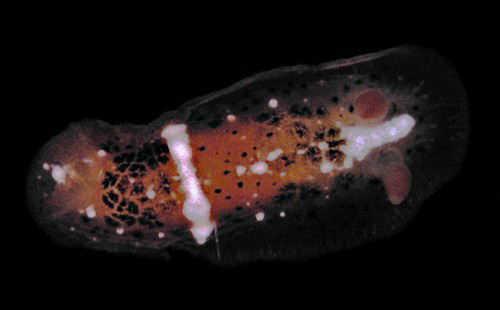 Dendrodoris coronata: dark