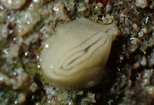 Dendrodoris coronata: eggs?