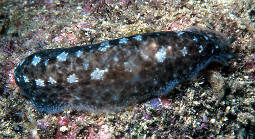 Dendrodoris elongata: dark