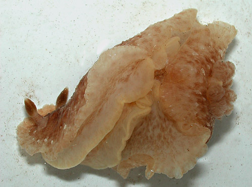 Dendrodoris elongata: underside