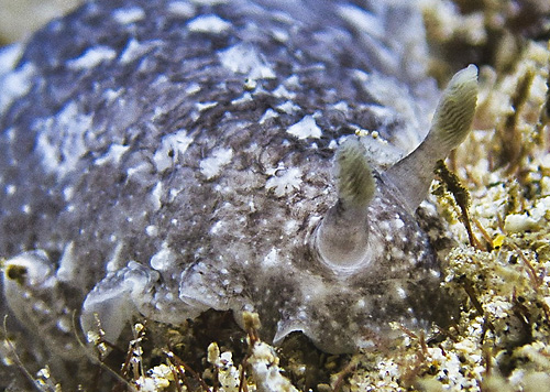 Dendrodoris elongata: front