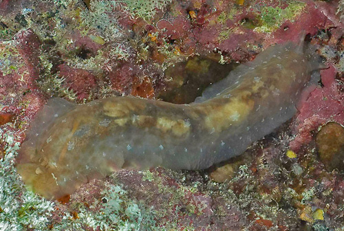 Dendrodoris elongata: stretched out