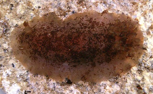 Dendrodoris fumata