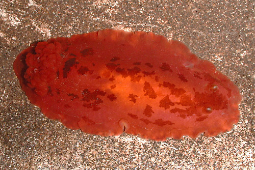 Dendrodoris fumata: red