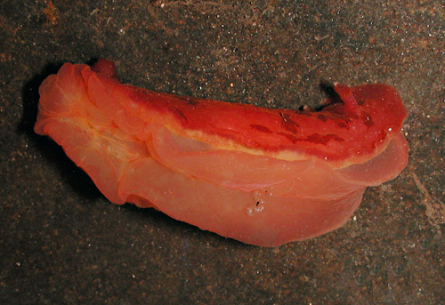 Dendrodoris fumata: underside