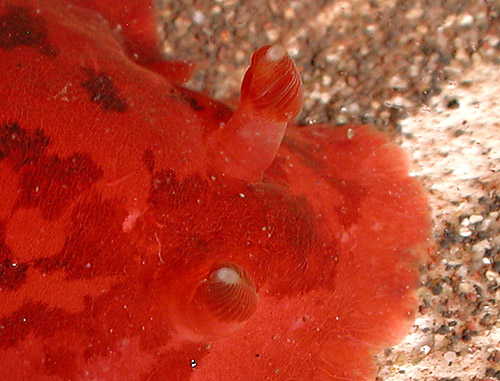 Dendrodoris fumata: rhinophores