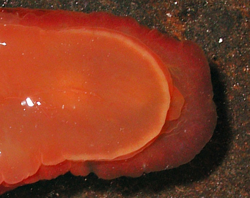 Dendrodoris fumata: underside, head detail