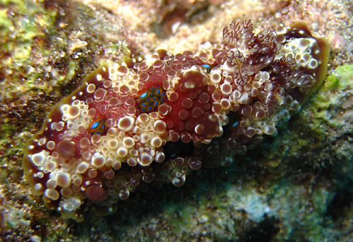 Dendrodoris krusensternii: multiple spots