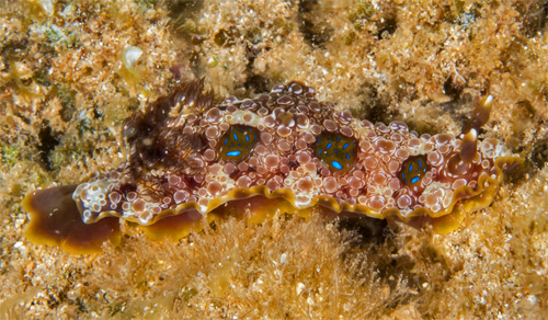 Dendrodoris krusensternii: multiple spots, side