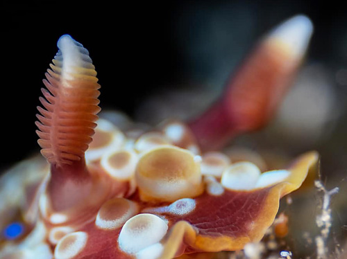 Dendrodoris krusensternii: rhinophore, detail