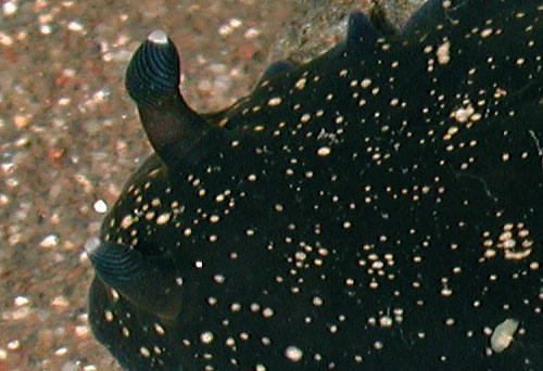 Dendrodoris nigra: rhinophores