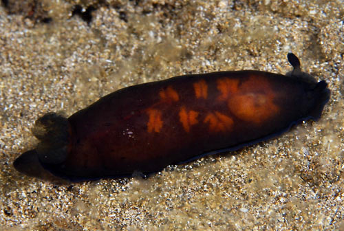 Dendrodoris nigra: translucent