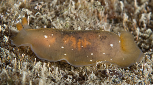 Dendrodoris nigra: pale