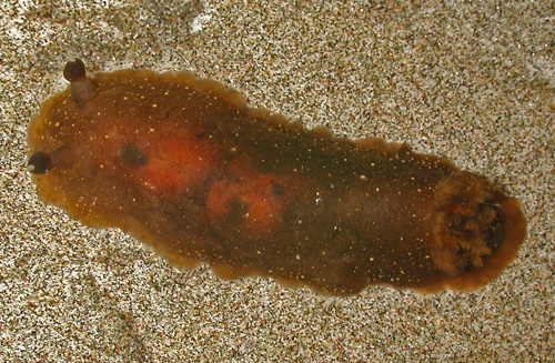 Dendrodoris nigra: pale, larger