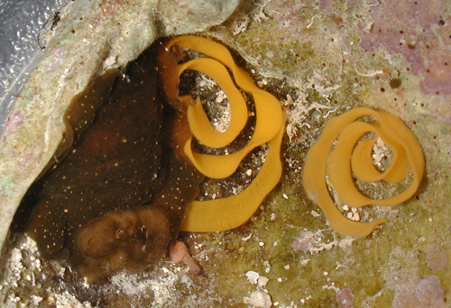 Dendrodoris nigra: pale animal with egg masses