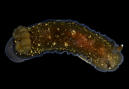 Dendrodoris nigra: blue marginal band