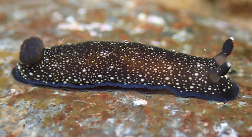 Dendrodoris nigra: side