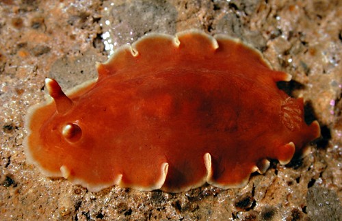 Dendrodoris sp. #1: top, 40 mm