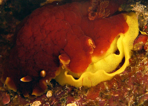 Dendrodoris sp. #1: with egg mass